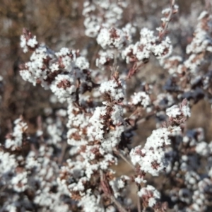 Styphelia attenuata at Wanniassa Hill - 14 Aug 2018 02:57 PM