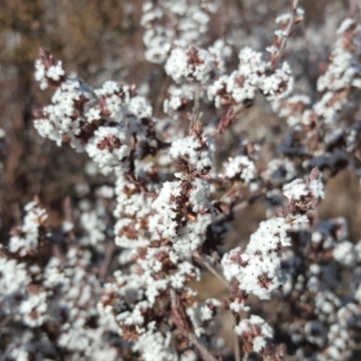 Leucopogon attenuatus (Small-leaved Beard Heath) at Wanniassa Hill - 14 Aug 2018 by Mike