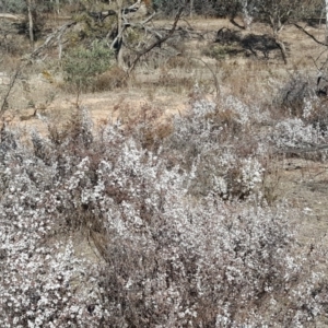 Styphelia attenuata at Wanniassa Hill - 14 Aug 2018 02:57 PM