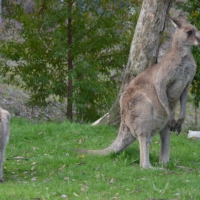 Macropus giganteus (Eastern Grey Kangaroo) at Wamboin, NSW - 5 Nov 2016 by natureguy