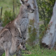 Macropus giganteus at Wamboin, NSW - 5 Nov 2016