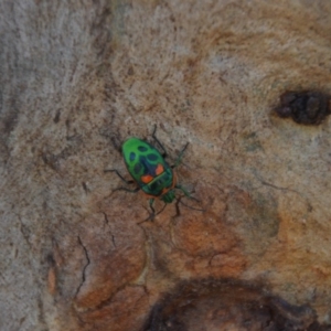 Scutiphora pedicellata at Wamboin, NSW - 10 Dec 2016