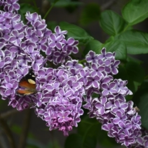 Vanessa itea at Wamboin, NSW - 7 Nov 2016 12:09 PM