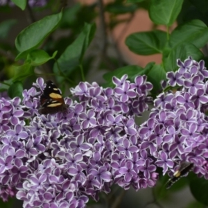 Vanessa itea at Wamboin, NSW - 7 Nov 2016