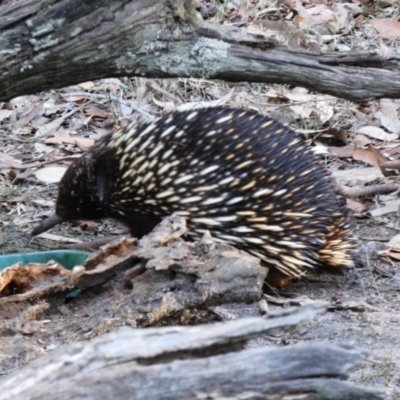 Tachyglossus aculeatus (Short-beaked Echidna) at Meroo National Park - 14 Aug 2018 by Marg