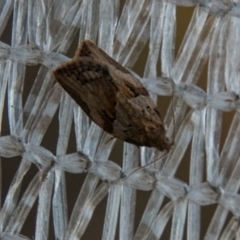 Epiphyas postvittana (Light Brown Apple Moth) at Chapman, ACT - 14 Aug 2018 by SWishart