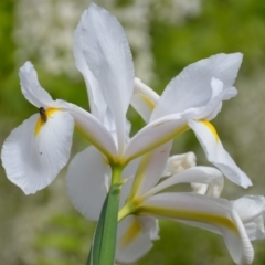 Melangyna viridiceps at Wamboin, NSW - 7 Nov 2016