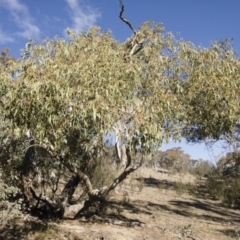 Eucalyptus bridgesiana at Michelago, NSW - 12 Aug 2018