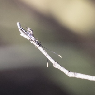 Ichneumonidae (family) (Unidentified ichneumon wasp) at Acton, ACT - 14 Aug 2018 by AlisonMilton