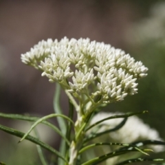 Cassinia longifolia (Shiny Cassinia, Cauliflower Bush) at Michelago, NSW - 24 Nov 2017 by Illilanga