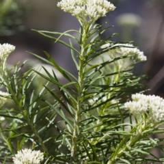 Cassinia longifolia at Illilanga & Baroona - 24 Nov 2017 11:20 AM