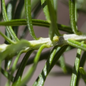 Cassinia longifolia at Illilanga & Baroona - 24 Nov 2017 11:20 AM