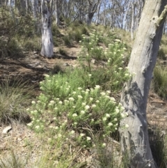 Cassinia longifolia at Illilanga & Baroona - 24 Nov 2017