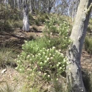 Cassinia longifolia at Illilanga & Baroona - 24 Nov 2017 11:20 AM