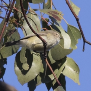 Smicrornis brevirostris at Acton, ACT - 14 Aug 2018 03:44 PM