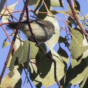 Smicrornis brevirostris at Acton, ACT - 14 Aug 2018 03:44 PM