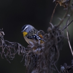 Pardalotus punctatus (Spotted Pardalote) at Acton, ACT - 13 Aug 2018 by AlisonMilton