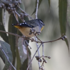 Pardalotus punctatus at Acton, ACT - 14 Aug 2018 09:56 AM