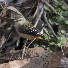 Pardalotus punctatus at Acton, ACT - 14 Aug 2018