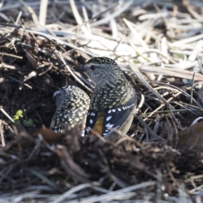 Pardalotus punctatus (Spotted Pardalote) at Acton, ACT - 14 Aug 2018 by Alison Milton