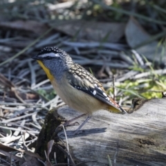 Pardalotus punctatus at Acton, ACT - 14 Aug 2018