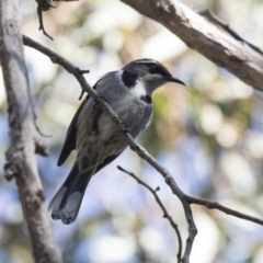 Phylidonyris pyrrhopterus (Crescent Honeyeater) at Acton, ACT - 14 Aug 2018 by AlisonMilton