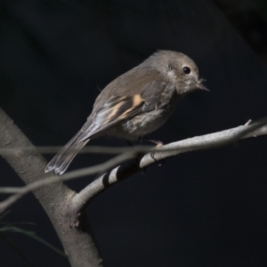 Petroica rodinogaster at Acton, ACT - 14 Aug 2018