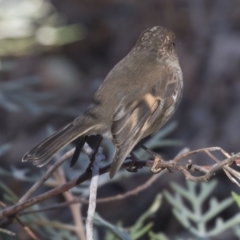 Petroica rodinogaster at Acton, ACT - 14 Aug 2018