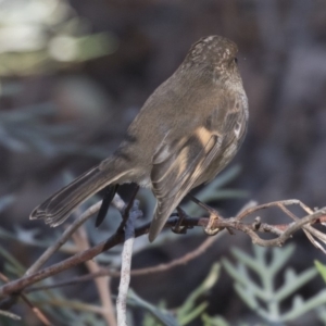 Petroica rodinogaster at Acton, ACT - 14 Aug 2018