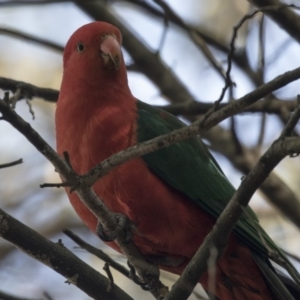 Alisterus scapularis at Acton, ACT - 14 Aug 2018