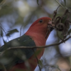 Alisterus scapularis at Acton, ACT - 14 Aug 2018