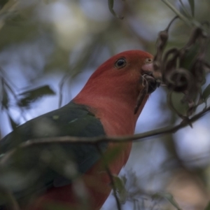 Alisterus scapularis at Acton, ACT - 14 Aug 2018