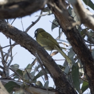 Nesoptilotis leucotis at Acton, ACT - 14 Aug 2018 01:56 PM