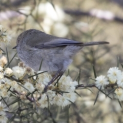 Acanthiza pusilla (Brown Thornbill) at Acton, ACT - 14 Aug 2018 by Alison Milton