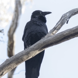 Corvus coronoides at Acton, ACT - 14 Aug 2018