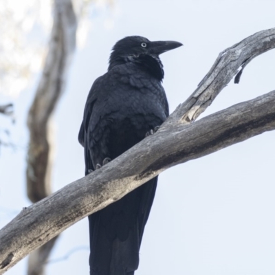Corvus coronoides (Australian Raven) at Acton, ACT - 14 Aug 2018 by Alison Milton