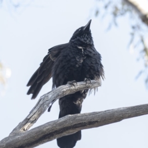 Corvus coronoides at Acton, ACT - 14 Aug 2018