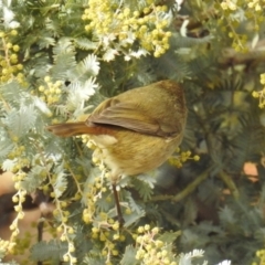 Acanthiza pusilla (Brown Thornbill) at Kambah, ACT - 8 Jul 2018 by HelenCross