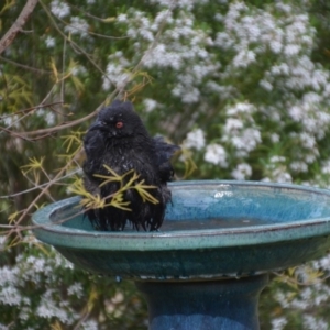 Corcorax melanorhamphos at Wamboin, NSW - 7 Nov 2016 07:28 PM