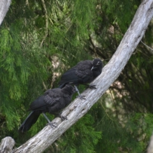 Corcorax melanorhamphos at Wamboin, NSW - 17 Nov 2016 12:23 PM