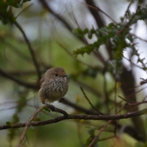 Acanthiza pusilla at Wamboin, NSW - 17 Dec 2016