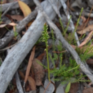 Microtis sp. at Wamboin, NSW - suppressed