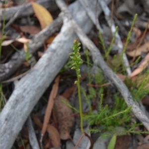 Microtis sp. at Wamboin, NSW - 17 Dec 2016