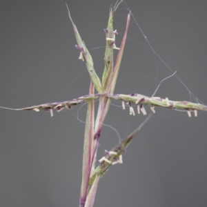 Cymbopogon refractus at Michelago, NSW - 3 Jan 2018 06:29 PM