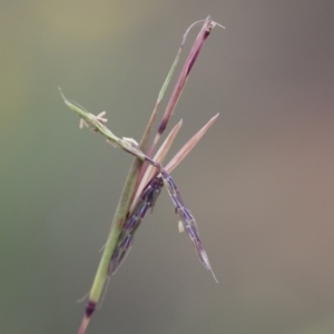 Cymbopogon refractus at Michelago, NSW - 3 Jan 2018 06:29 PM