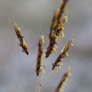 Sorghum leiocladum at Michelago, NSW - 3 Jan 2018