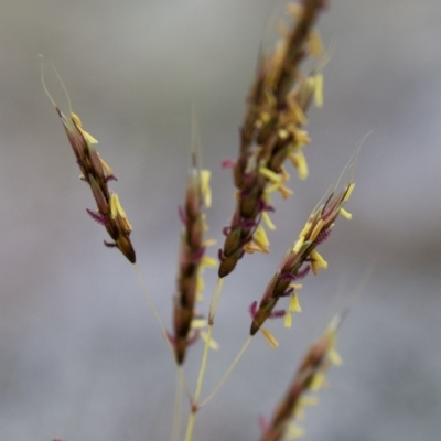 Sorghum leiocladum (Wild Sorghum) at Michelago, NSW - 3 Jan 2018 by Illilanga