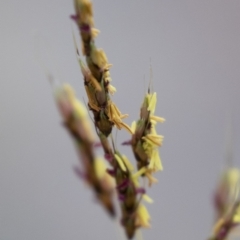 Sorghum leiocladum at Michelago, NSW - 3 Jan 2018