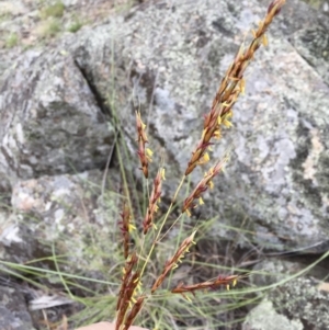 Sorghum leiocladum at Michelago, NSW - 3 Jan 2018