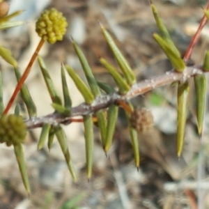 Acacia ulicifolia at Jerrabomberra, ACT - 15 Aug 2018